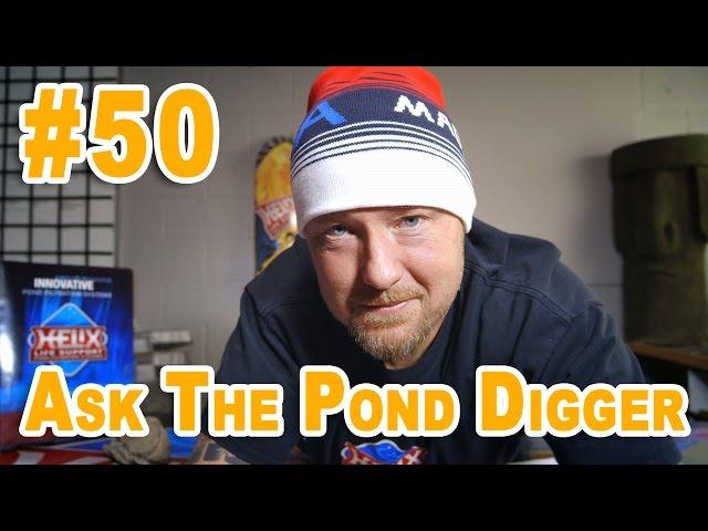 Breeding Koi  - Ask #50