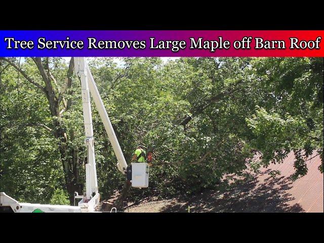 Tree service removes large maple tree off of barn roof