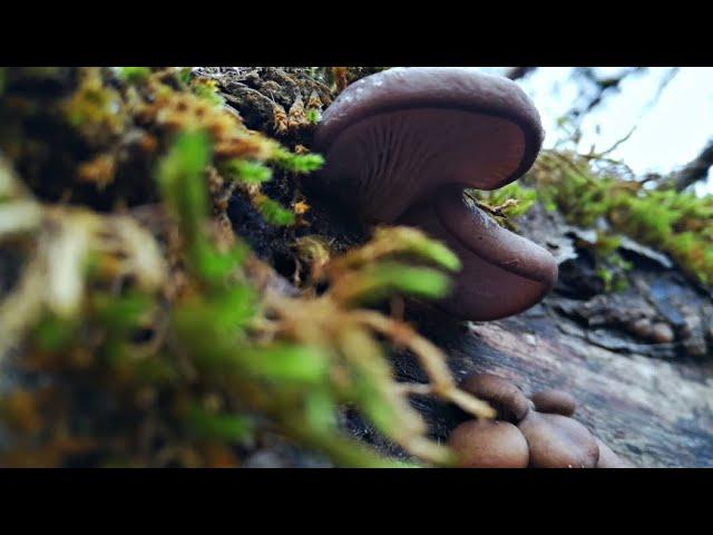 For mushrooms in early spring. Silent hunting 2020