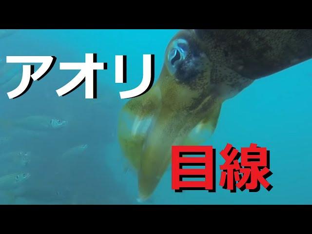 【捕食】アオリイカがアジを襲う！　釣りの水中映像