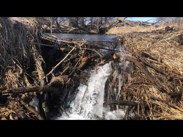 “THE ULTIMATE DAM FAIL” Beaver Dam Collapses Draining In Minutes !