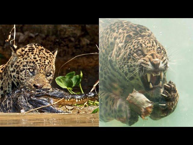 Why Jaguars are an Avengers Level Threat (and cheetahs are not)