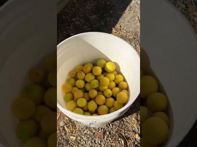 my offering ‍🟩 #garden #gardening #citrus #slowliving #sustainableliving