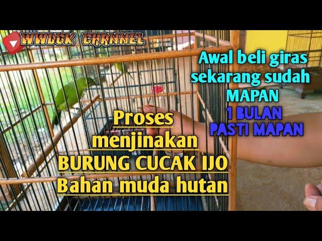 cara menjinakan burung CUCAK IJO BAHAN Hasil ngombyok di pasar, Awalnya giras sekarang sudah mapan