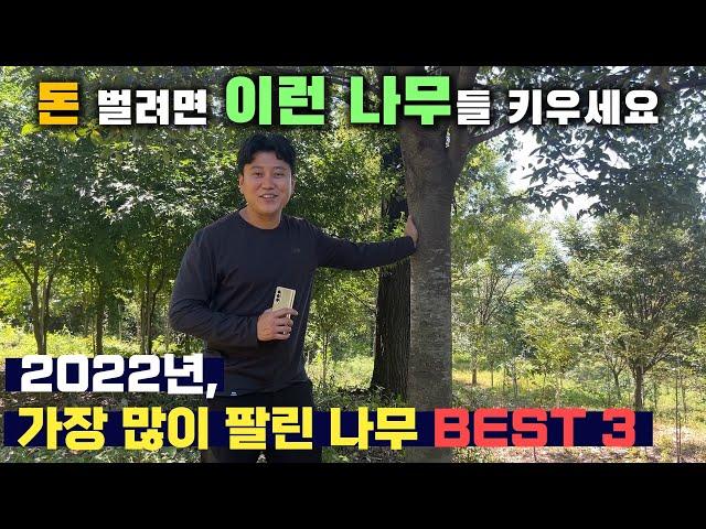 어떤 나무가 잘 팔릴까? 2022년 판매 순위 BEST 3!!