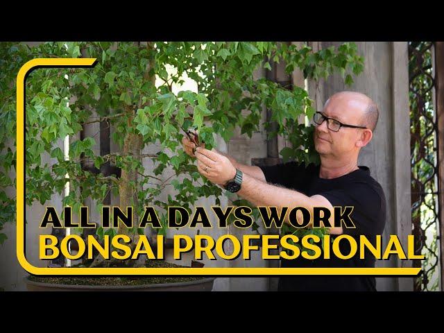 Experience a day in the life of a bonsai professional