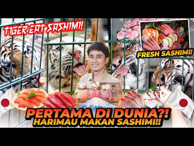 PERTAMA DI DUNIA HARIMAU MAKAN SASHIMI MEWAH ! TERNYATA INI REAKSI MEREKA ! TIGER EAT SASHIMI !