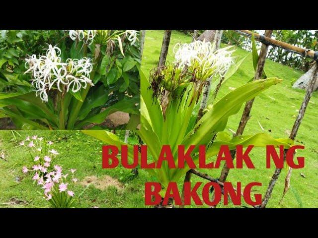 BAKONG ,MULEBERRY,BANANA #subscribetomychannel #subscribers #subscribe #sub #support #ytviralvideo