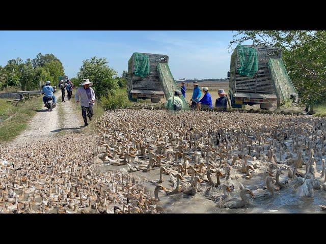 Duck farming tips People use this model to raise ducks from small to large.Export and sell duck meat