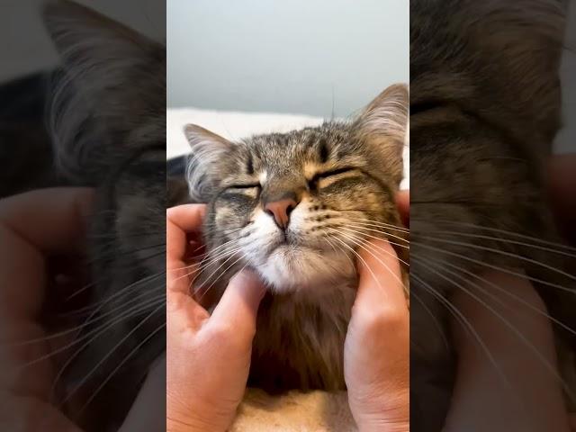 Massage Your Cat