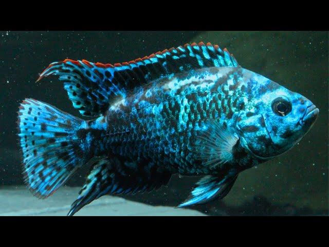 10 Jenis Ikan Hias Besar Air Tawar Aquarium