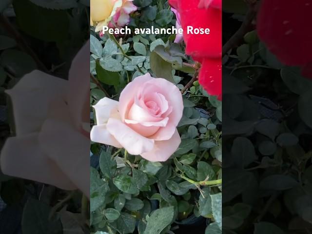 Peach avalanche rose flower plant at Galiff street plant market #flowers #rose #plants