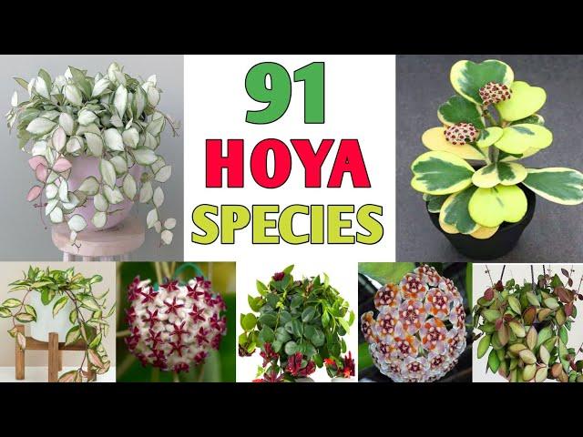 91 Hoya Plant Species | Hoya Varieties with names and its Identification | Plant and Planting