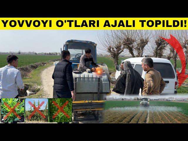 DEXQONLARNI DAVRI KELDI. 1 KUNDA YOVVOYI O’TLARDAN XALOS BOLISH SIRI TOPILDI! #2025 #agro #chorva