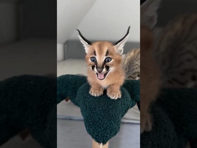 Caracal kitten ️