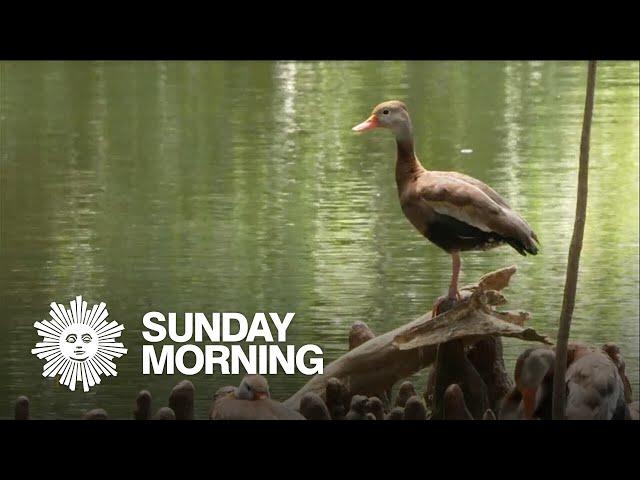 Nature: Black-bellied whistling ducks in New Orleans