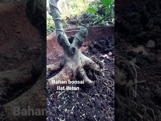 Bahan bonsai ilat ilatan akar keliling