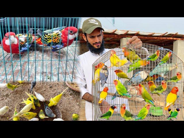 Love Birds Ko Wapis Kr Dia  Or Kia Ly Kr Aye Aviary Mein | Ahma Daily Pets Vlogs
