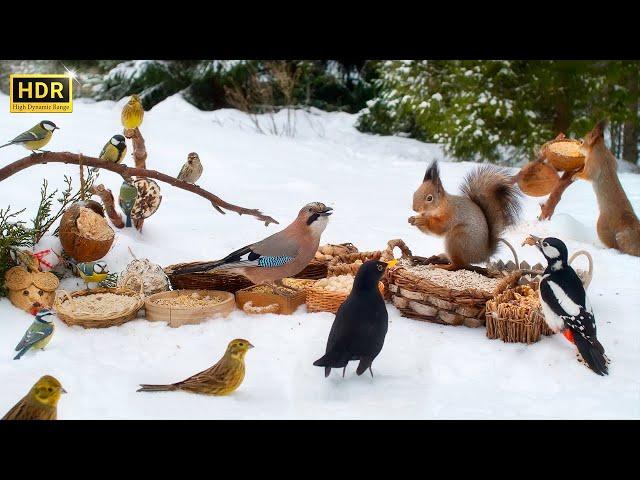 Cat TV for Cats to Watch Countless Little Birds and their Squirrel Friends️️ 10 hours 4K (HDR)