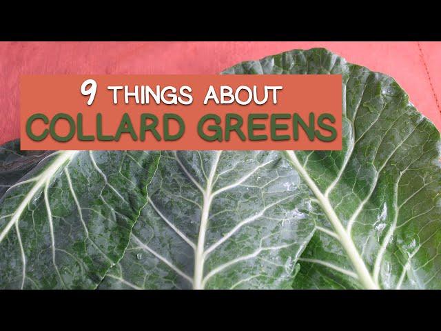 9 Things About Collard Greens - Use in the American South