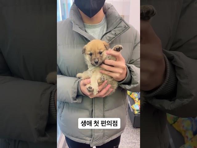 진짜 졸귀죠 멍 메이드 인 강원도~ #강아지 #애견영상 #강아지유튜브