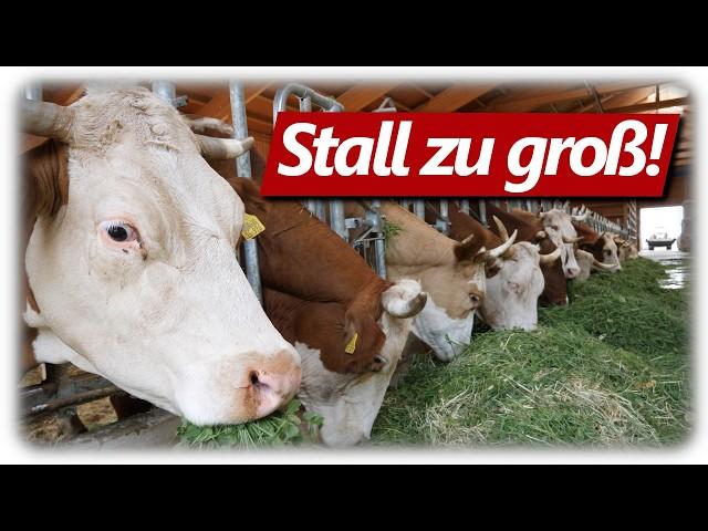 Stall zu groß für die Kühe? | Milchvieh Doku: Kuh bis Käse. Mehr Tierwohl? So geht es richtig!