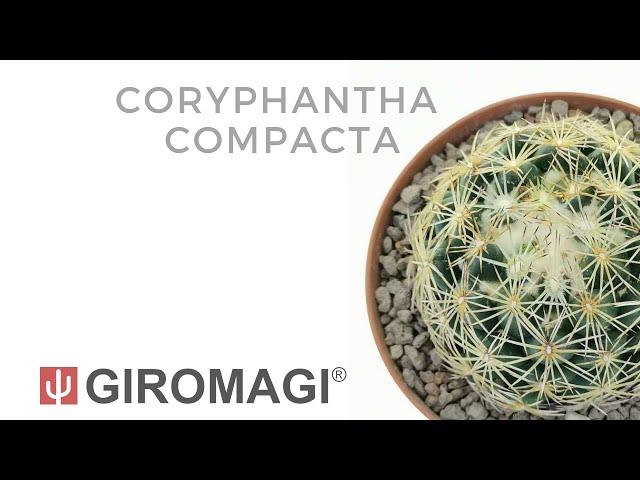 Coryphantha compacta