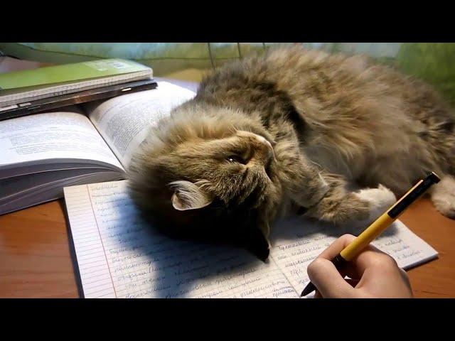 Уроки с котенком. Стихи и монтаж - Евгений Доставалов, читает - Николай Решетников