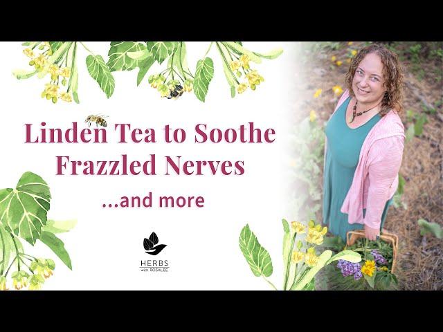 Linden Tree Medicine (Tilia cordata) | Linden Tea Benefits