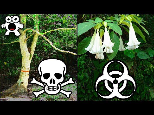 The Most Dangerous Trees In The World