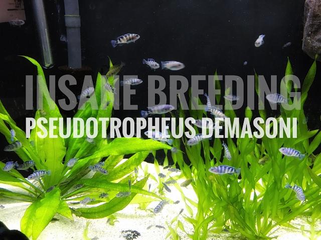 Insane Breeding: Pseudotropheus Demasoni