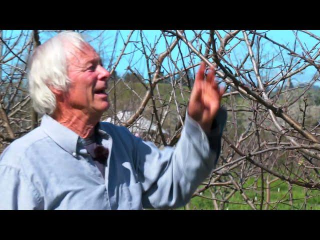 How to Layout and Manage an Apple Orchard