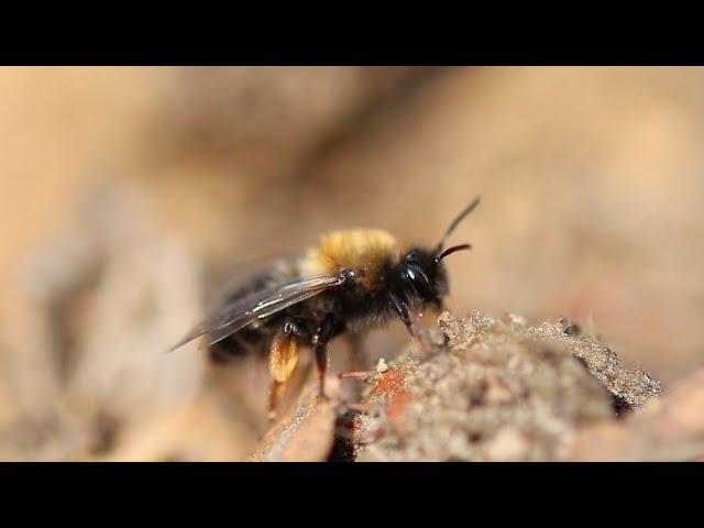 Mining Bees