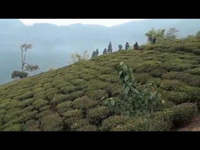 Temi Tea Garden, Sikkim