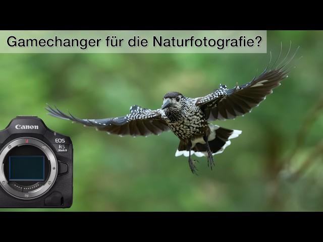 Canon R5 II - Erste Eindrücke aus der Praxis (Tierfotografie)