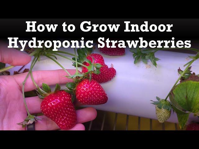 How to Grow Hydroponic Strawberries in Your Home