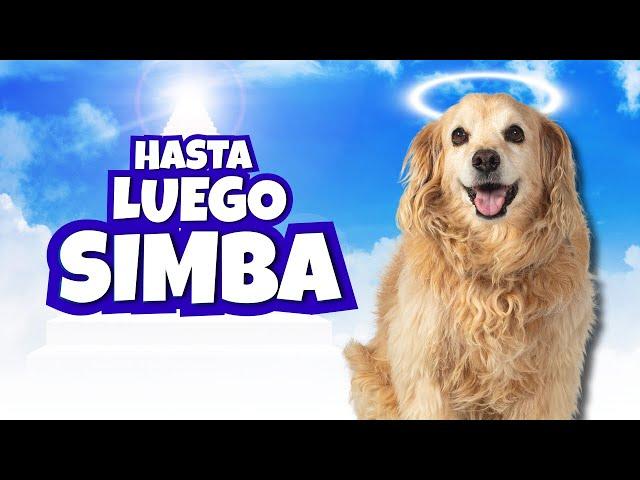 Daniel El Travieso - Hasta Luego Simba.