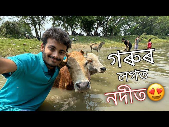 গৰুৰ সৈতে নদীৰ মাজত ॥ Happy Garu Bihu ॥ Assamese Vlog ॥ Zubeen Vlogs