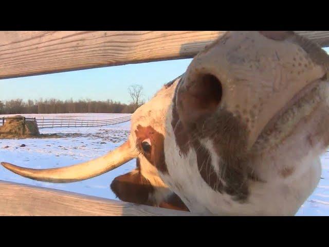 New Start for Neglected Cow