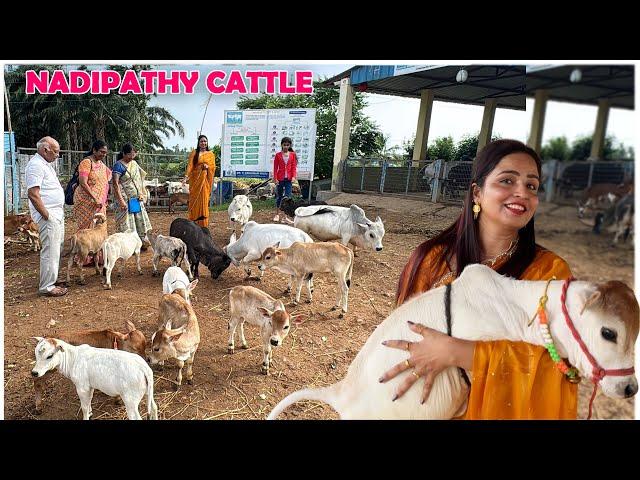 Nadipathy micro & Nano Cattle | 1 to 2 Feet Height | #miniature #trending #minicows #yt #youtube