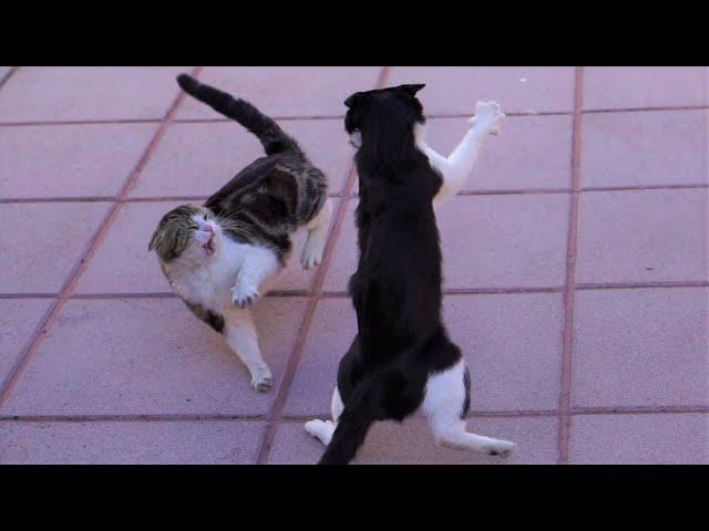 Cat Sneak Attack Compilation | 4K