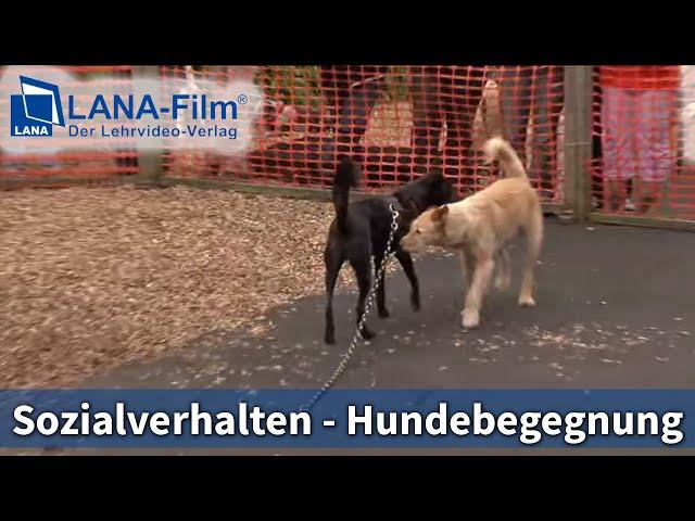 Sozialverhalten in der Hundebegegnung - HundeTeamSchule