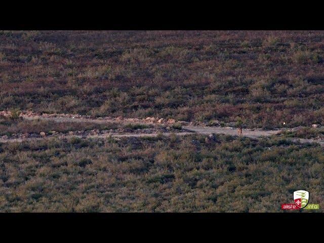 Lobo caminando por pista en la Sierra de la Culebra