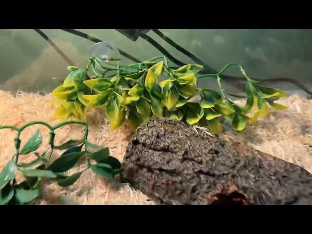 Mango’s new setup!