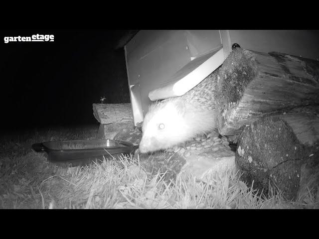 Igelhaus mit Rattenklappe in Aktion! Sehen Sie die beeindruckende Wirkung auf Igel und Ratten