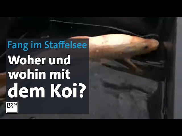 Koi im Staffelsee ans Netz gegangen: Wohin nun mit dem 67-cm-Fisch? | Abendschau | BR24