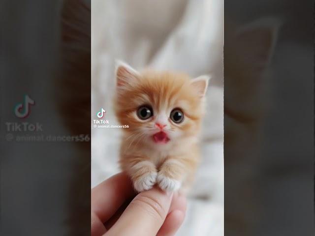 #A Sweet Merriment Told to the Heart: “I Love, I Love YOU! Said the Incredible, Sweet Pussy Cat.