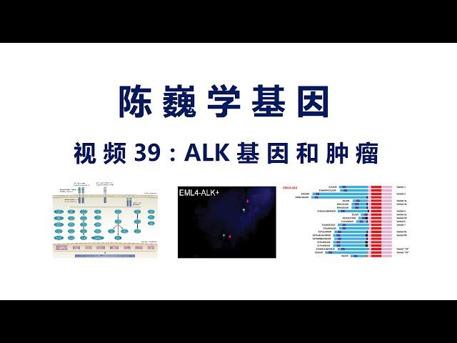 【陈巍学基因】视频39：ALK基因与肿瘤