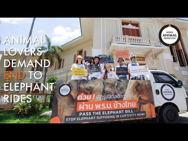 Animal lovers unite to end elephant rides in Thailand