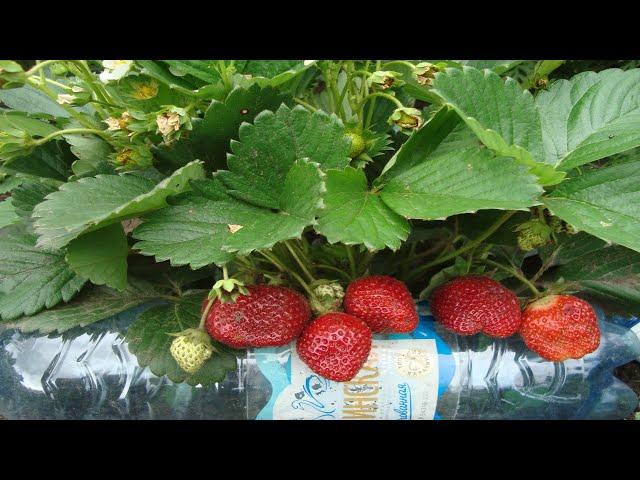 ЗЕМЛЯНИКА ВСЕМИРНЫЙ  ДЕЛИКАТЕС  ВЫРАЩЕННАЯ  ИЗ СЕМЯН, ОТ ВКУСА ЯГОДЫ  ПРИШЛА В НЕОПИСУЕМЫЙ  ВОСТОРГ